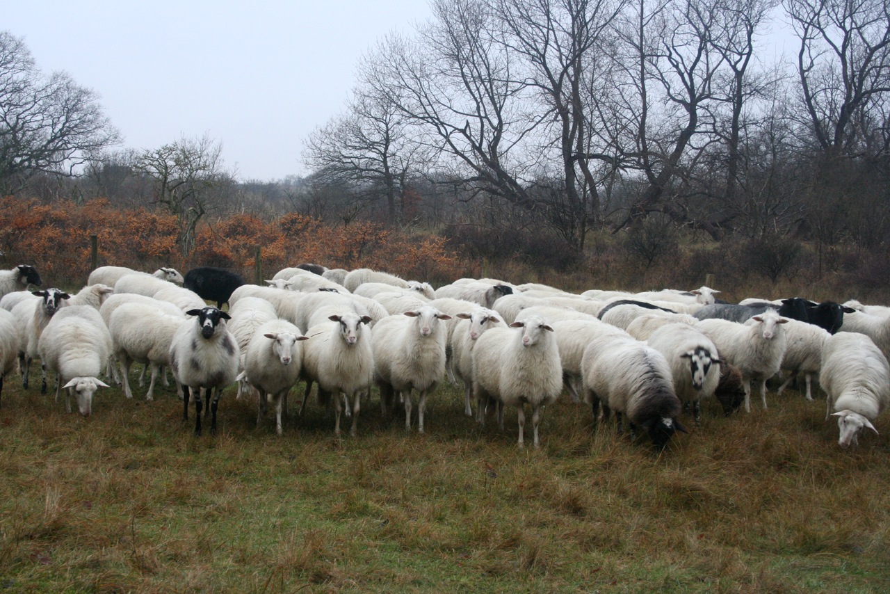 Rondtrekkende kudde, Staatsbosbeheer Zuid Oost Friesland.