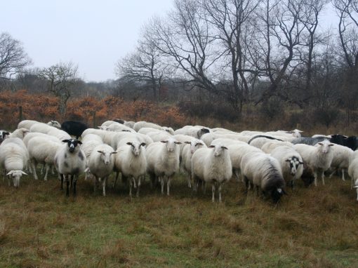 Rondtrekkende kudde, Staatsbosbeheer Zuid Oost Friesland.