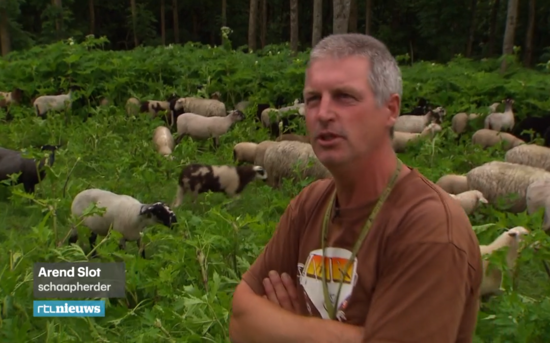 ‘Schoonebeekers zijn gek op berenklauw’