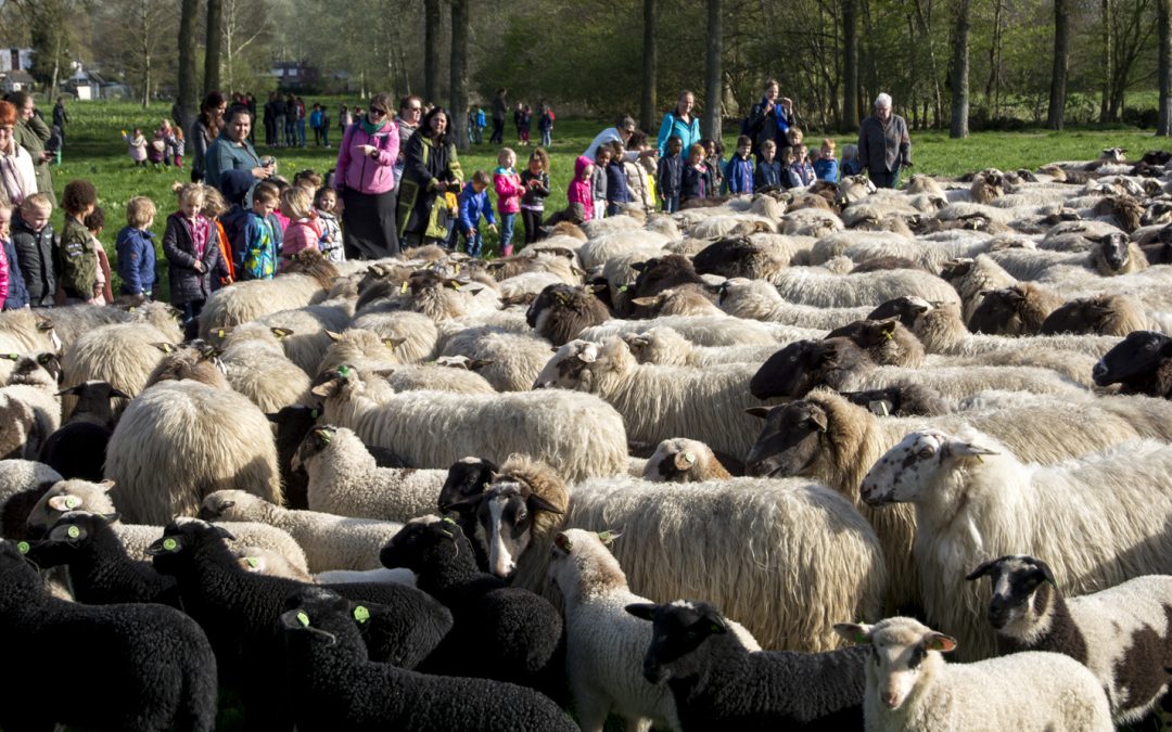 Op pad met de schaapskudde door Almere