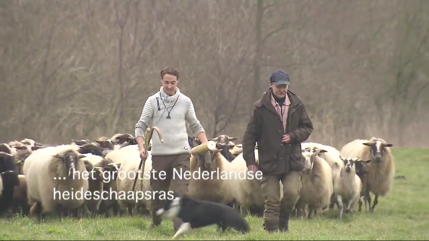 Schaapskudde met lammetjes arriveren in Almere
